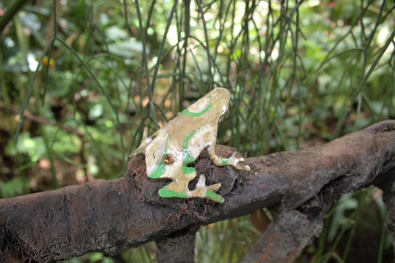 Salamandra Costa Rica Jimenez Экстерьер фото